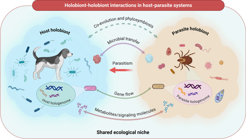 Holobiont-holobiont interactions across host-ectoparasite systems.