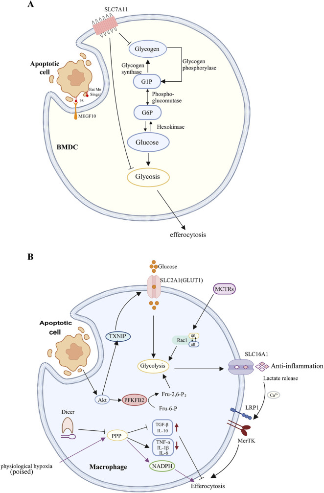 Metabolic reprogramming in efferocytosis.