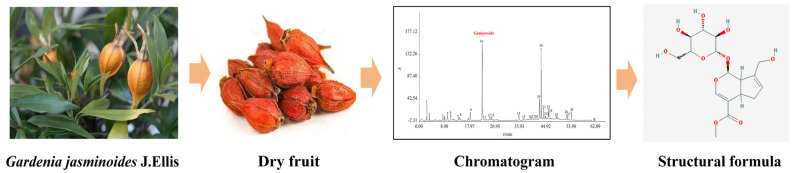 Geniposide Inhibits Oral Squamous Cell Carcinoma by Regulating PI3K-Akt Signaling-Mediated Apoptosis: A Multi-Method Validation Study.