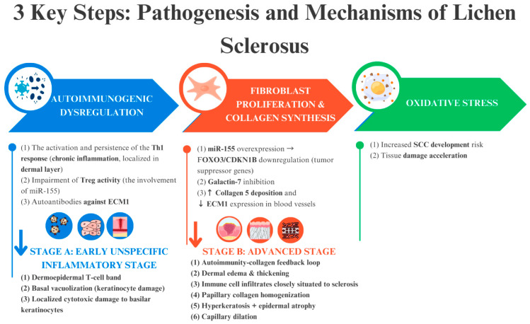 Exploring Genital Lichen Sclerosus: Navigating from Pathophysiology to Precise Diagnostic Approaches.