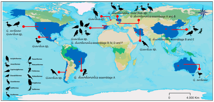 Synthesis of <i>Giardia</i> Species and Genotypes in Wild Birds: A Review.
