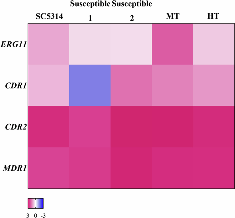 Fluconazole tolerance and virulence adaptations of <i><b>Candida albicans</b></i> isolated from head and neck cancer patients.