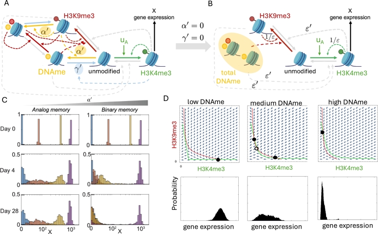 Epigenetic memory: The role of the crosstalk between histone modifications and DNA methylation.