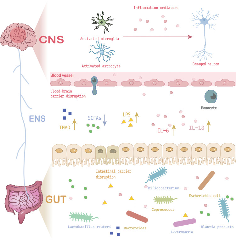 Gut microbiota dysbiosis induces neuroinflammation in major depressive disorders: mechanisms targeting the gut-brain axis.