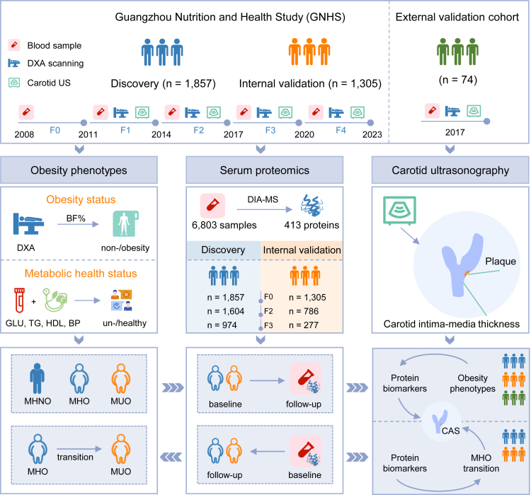 Prospective associations of obesity heterogeneity, serum proteins, and carotid atherosclerosis risk.