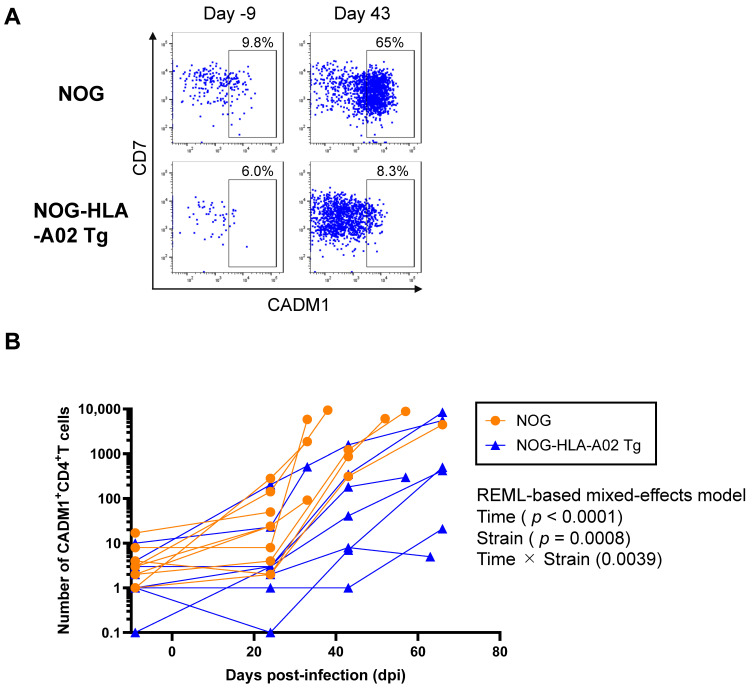 An HTLV-1-Infected Humanized Mouse Model Expressing HLA-A*02:01 Demonstrates Effective CTL-Mediated Suppression of HTLV-1.