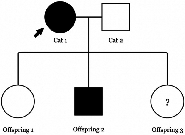 Ocular Abnormalities in 127 Cats Presented for Companion Animal Eye Registry (CAER) Examination in the United States and Canada.