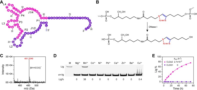 Click DNA ligation with deoxyribozyme.