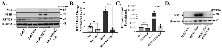 Integrative Mechanistic Studies Identify Reticulon-3 as a Critical Modulator of Infectious Exosome-Driven Dengue Pathogenesis.