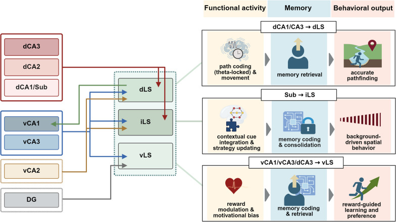 The medial septum-hippocampus-lateral septum circuitry in spatial memory: linking healthy function to early Alzheimer's disease and translational opportunities.
