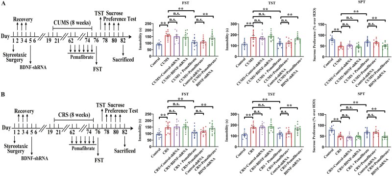Pemafibrate treatment produces antidepressant-like effects in CUMS and CRS models through activation of hippocampal PPARα and BDNF signaling.