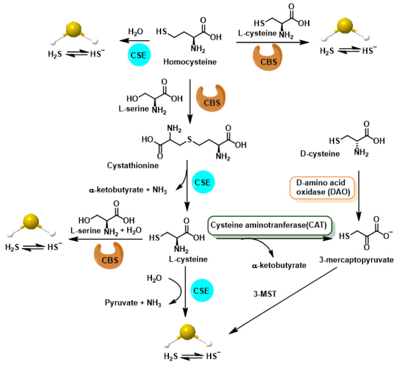 Reactive Sulfur Species and Protein Persulfidation: An Emerging Redox Axis in Human Health and Disease.