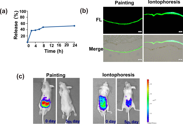 Iontophoretic Delivery of Hyaluronic Acid Nanogel-Loaded Fermented Rice Extract Mitigates Skin Glycation.