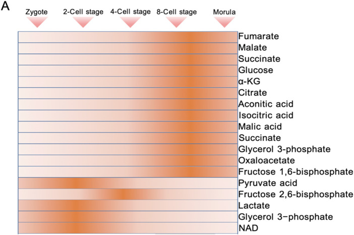 The role and regulatory mechanisms of the TCA cycle in early embryonic development.
