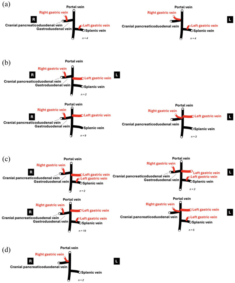 Anatomical variations in the tributaries of the normal feline extrahepatic portal system: evaluation with CT angiography.