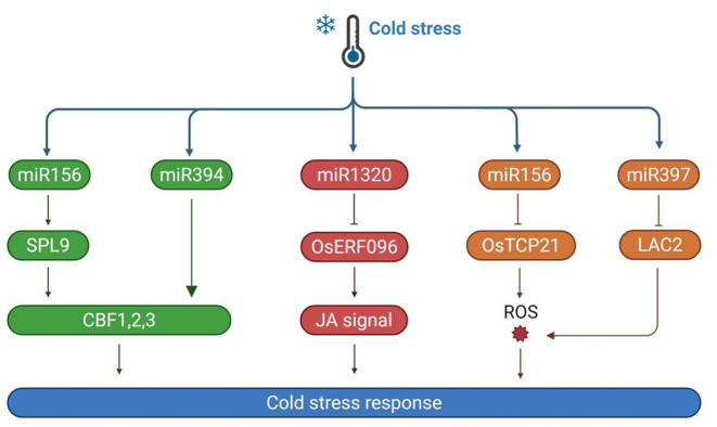 Unraveling the signaling pathways of plant cold stress: current insights and future directions.