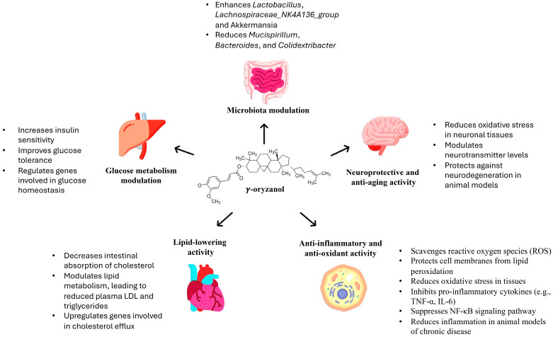Biochemical, Biological, and Clinical Properties of γ-Oryzanol.