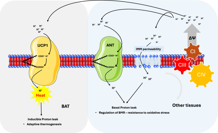 Mitochondrial uncoupling, energy substrate utilization, and brown adipose tissue as therapeutic targets in cancer.