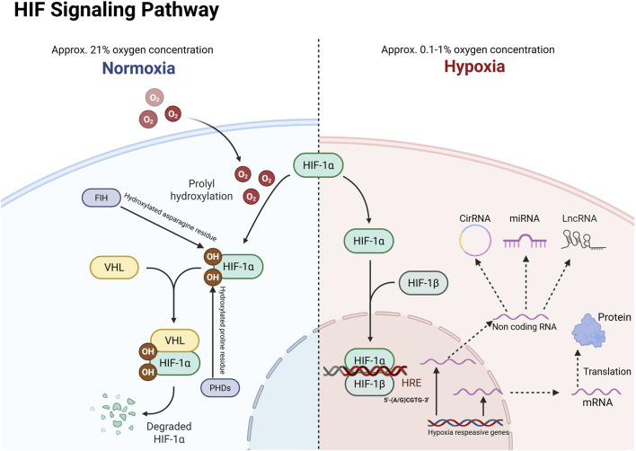 Correction: Crosstalk between hypoxia-inducible factor (HIF) and lncRNAs in digestive tumors: from molecular mechanisms to clinical translation.