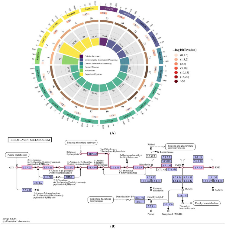 Identification of Riboflavin Metabolism Pathway in HepG2 Cells Expressing Genotype IV Swine Hepatitis E Virus ORF3 Protein.