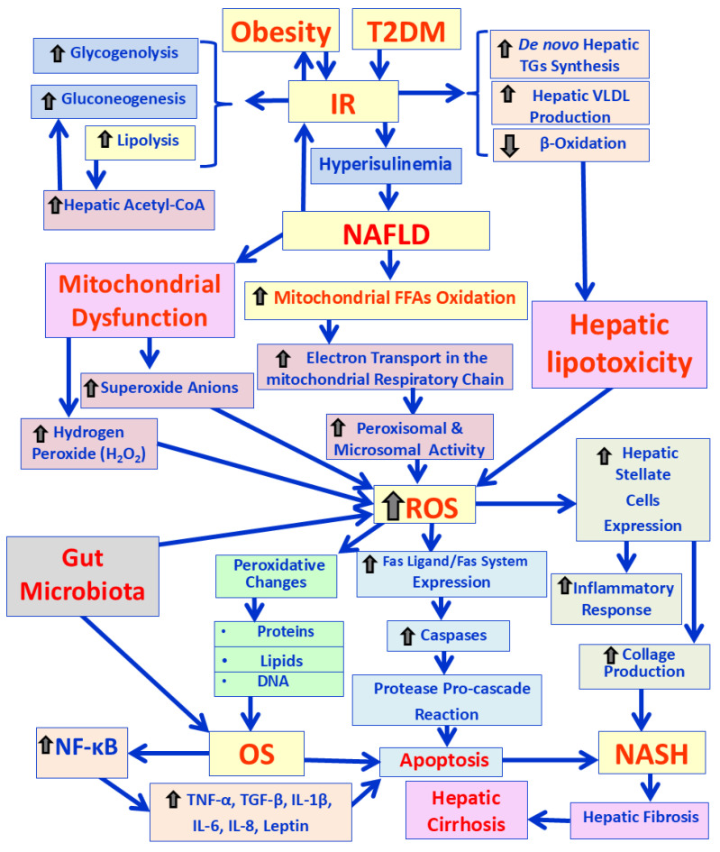 Mechanisms Linking Obesity with Non-Alcoholic Fatty Liver Disease (NAFLD) and Cardiovascular Diseases (CVDs)-The Role of Oxidative Stress.