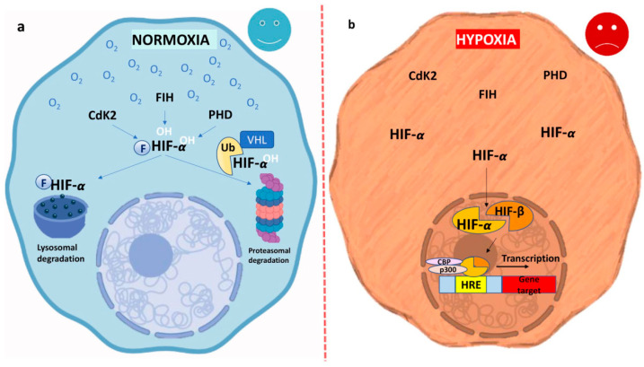 Hypoxia and Multilineage Communication in 3D Organoids for Human Disease Modeling.