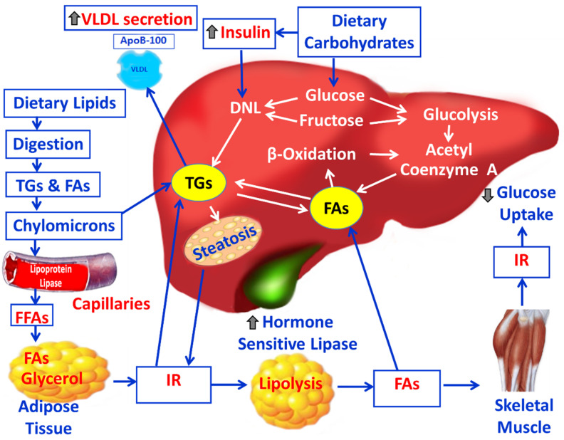 Mechanisms Linking Obesity with Non-Alcoholic Fatty Liver Disease (NAFLD) and Cardiovascular Diseases (CVDs)-The Role of Oxidative Stress.
