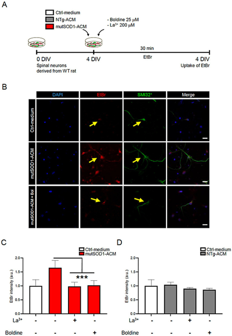 Boldine as a neuroprotective agent against motor neuron degeneration in models of amyotrophic lateral sclerosis.