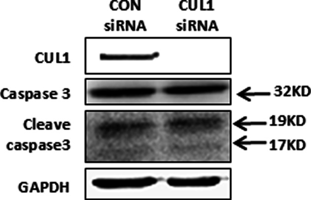 Correction: CUL1 promotes trophoblast cell invasion at the maternal-fetal interface.