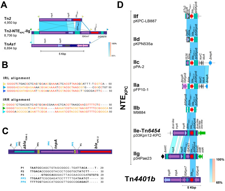 New Insights in <i>bla</i><sub>KPC</sub> Gene Mobilization in <i>Pseudomonas aeruginosa</i>: Acquisition of <i>bla</i><sub>KPC-3</sub> and Identification of a New Tn<i>2</i>-like NTE Mobilizing <i>bla</i><sub>KPC-2</sub>.