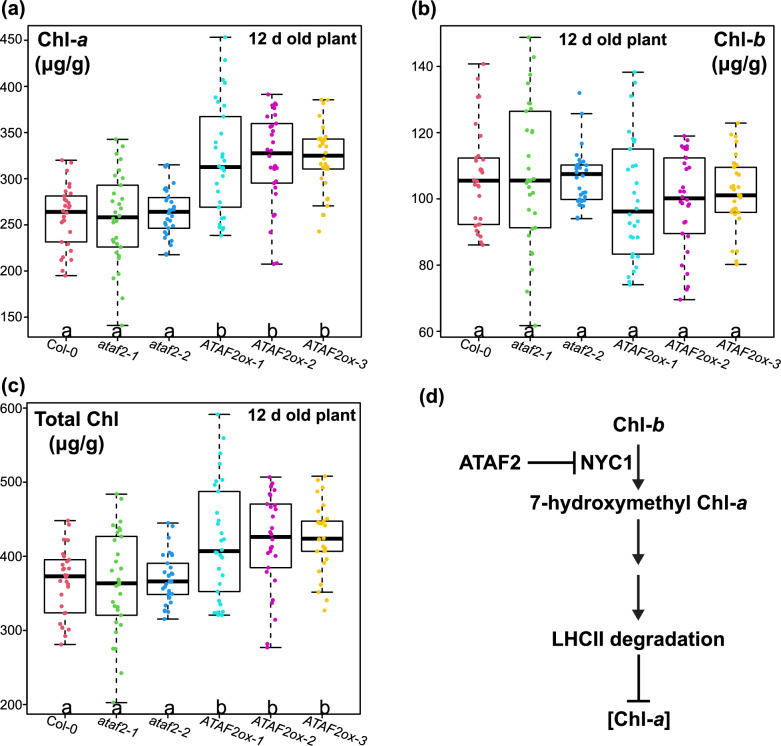 The NAC transcription factor ATAF2 enhances Arabidopsis biomass and chlorophyll a accumulations at the early growth stage.