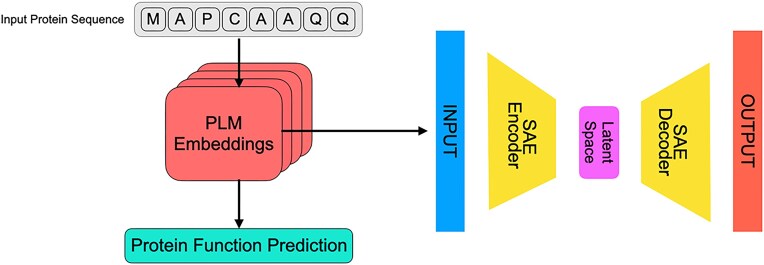 Proteins need extra attention: improving the predictive power of protein language models on mutational datasets with hint tokens.