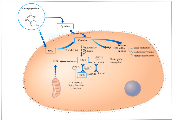 The Central Nervous System Modulatory Activities of N-Acetylcysteine: A Synthesis of Two Decades of Evidence.