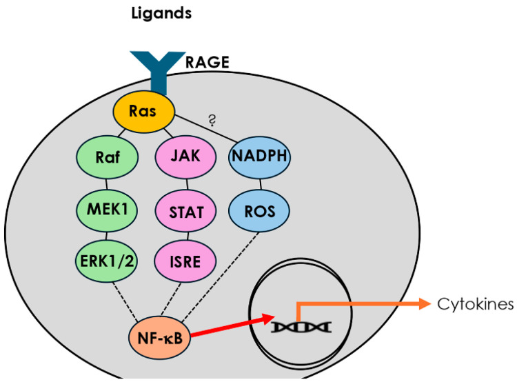 Inflammatory Molecule Elaboration in Secondhand Smoke (SHS)-Induced or Conditional RAGE Transgenic Modeling of Chronic Rhinosinusitis (CRS).