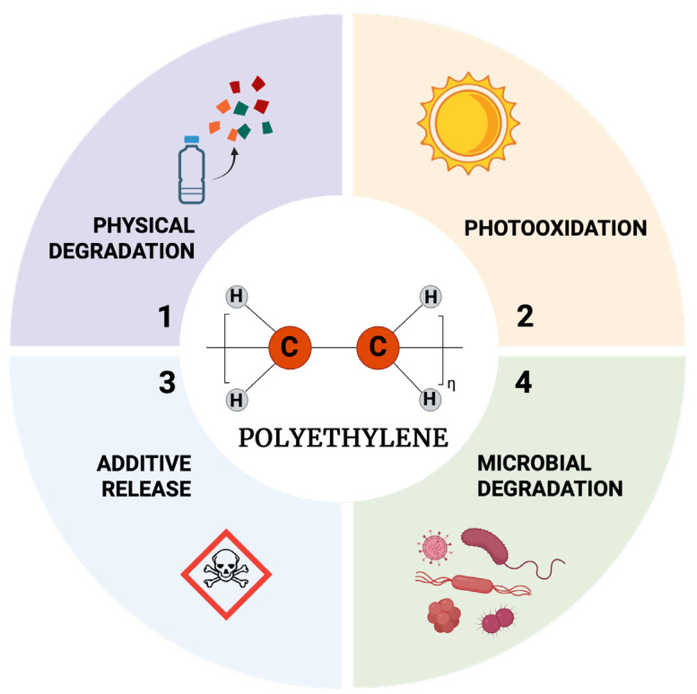 Polyethylene Microplastics and Human Cells: A Critical Review.