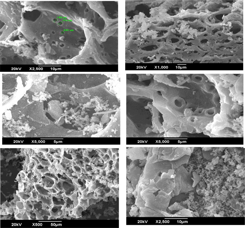 Impact of pyrogenic carbon on tomato root architecture and metabolites (ABA and proline) under drought stress.