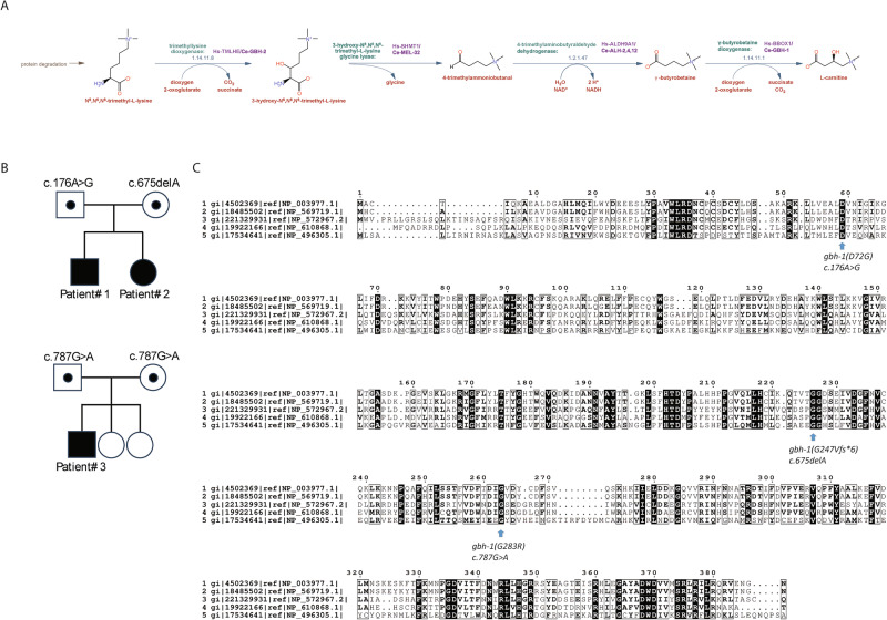 Biallelic variants in BBOX1 cause L-Carnitine deficiency and elevated γ-butyrobetaine.