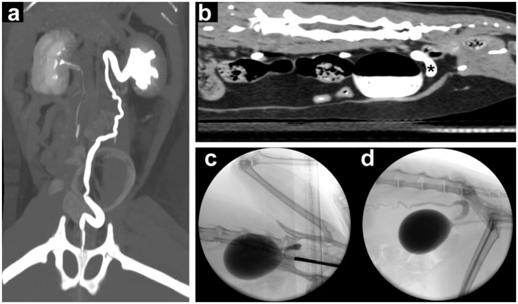 Long-term outcome of ectopic ureter treatment in four female cats.