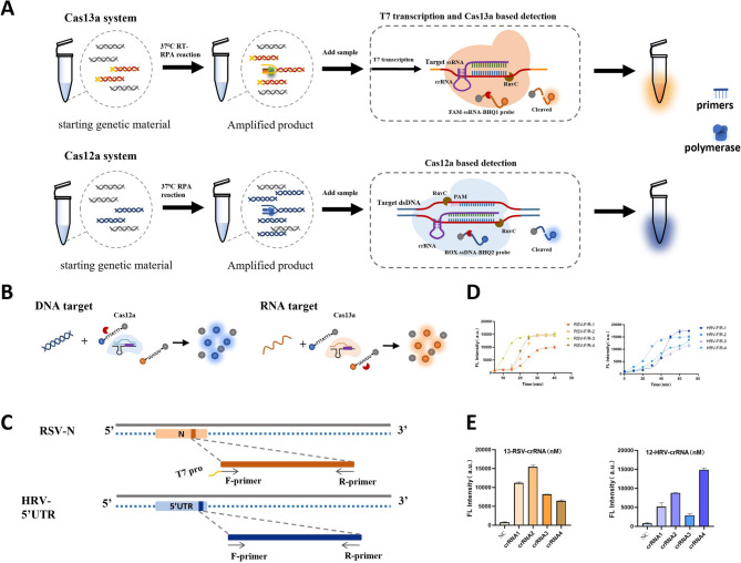 Development of a single-tube, dual-target CRISPR Cas12a/Cas13a system for rapid screening of coinfection with respiratory syncytial virus and rhinovirus.