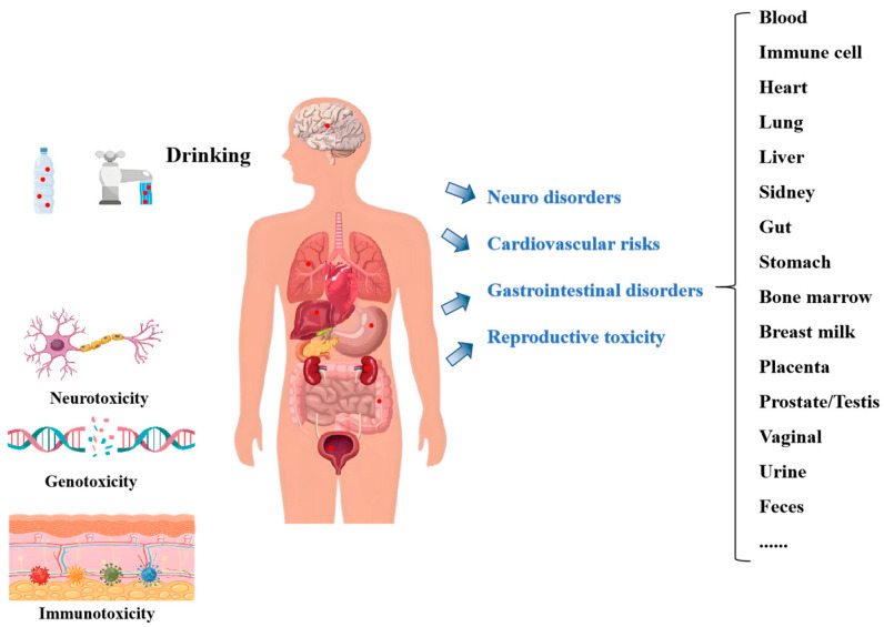 Microplastics in Drinking Water: A Review of Sources, Removal, Detection, Occurrence, and Potential Risks.