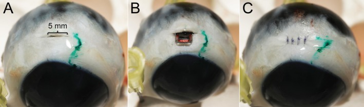 Validation of the EYEMATE-SC Suprachoroidal Pressure Transducer for Telemetric Measurement of Intraocular Pressure in Normal Ex Vivo Canine and Equine Globes-Preliminary Results.
