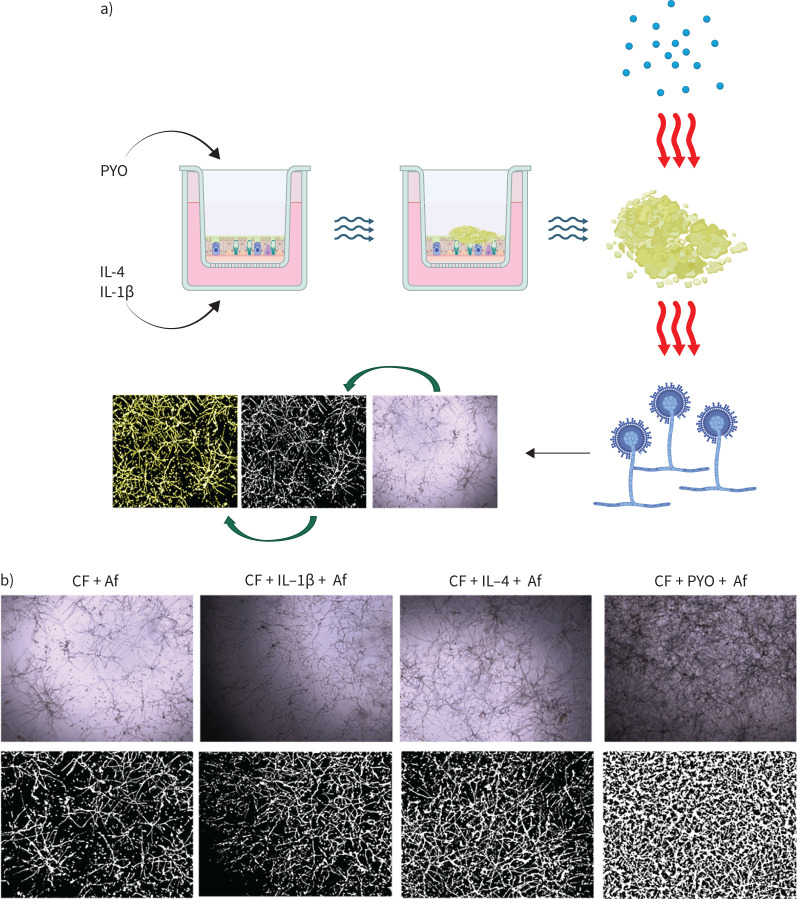 <i>Aspergillus fumigatus</i> is influenced by mucus accumulation, airway inflammation and cystic fibrosis transmembrane conductance regulator function.