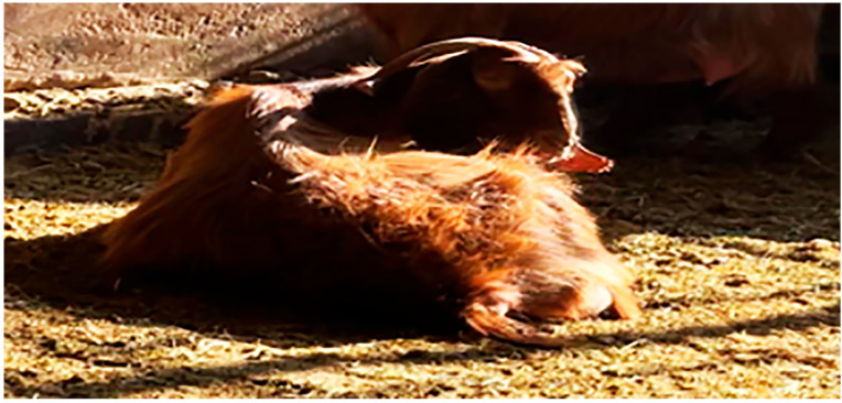 Genomic Variants, Transcriptomic Profile, Ultrasonographic Findings, and Antioxidant and Immunological Biomarkers Linked to Pregnancy Toxemia Susceptibility in Goats.