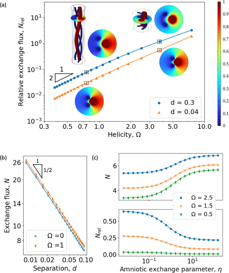 A functional shunt in the umbilical cord: the role of coiling in solute and heat transfer.