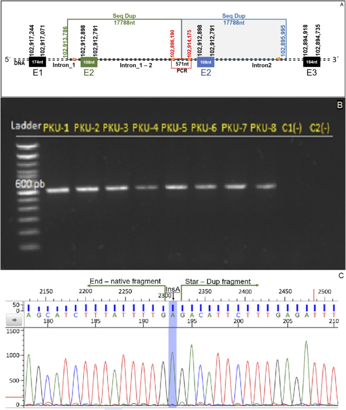 Genetic and <i>in silico</i> functional characterization of a novel structural variant in the <i>PAH</i> gene by long-reads sequencing and structural modeling.