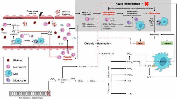 Spaceflight exposome/microgravity effects on the psychoimmunoneuroendocrine system.