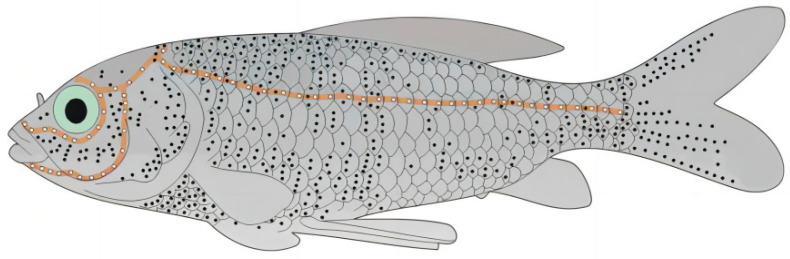 Research on Target Localization Method for Underwater Robot Based on the Bionic Lateral Line System of Fish.