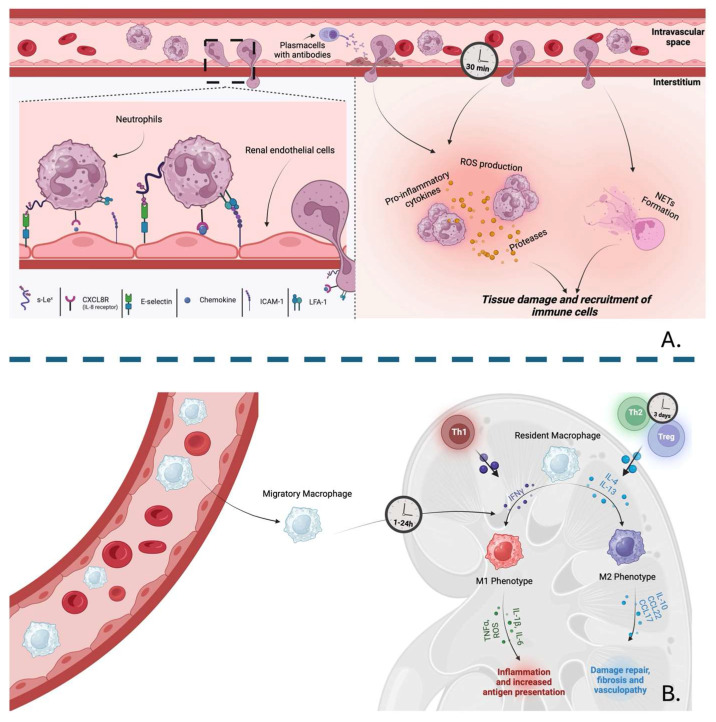 Exploring the Immunological Landscape of Ischemia/Reperfusion Injury and Graft Rejection in Kidney Transplantation: Shared Mechanisms and Insights.