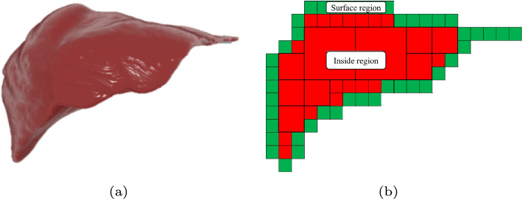 GPU-accelerated deformation mapping in hybrid organ models for real-time simulation.
