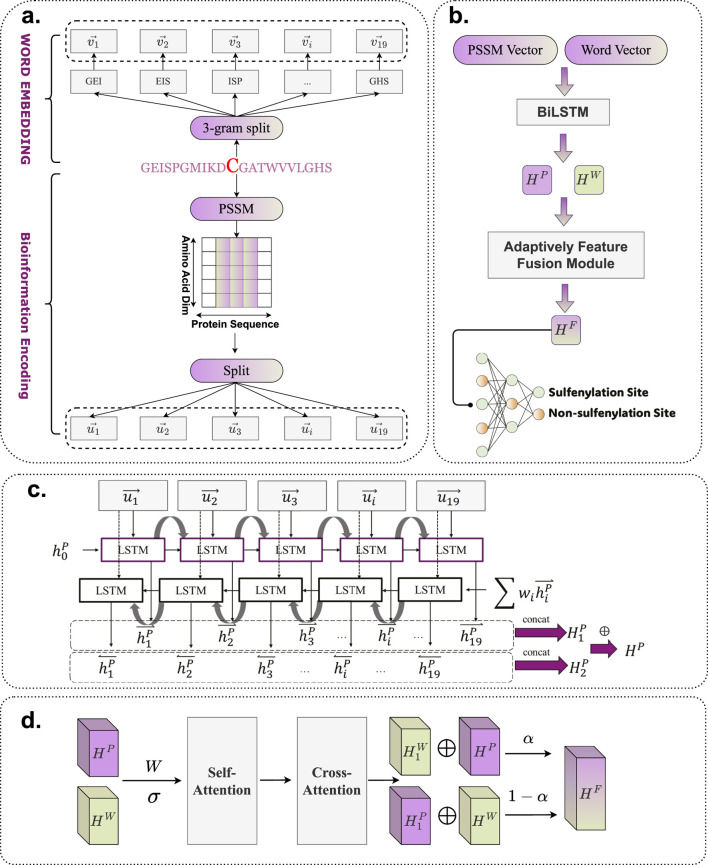 BioSemAF-BiLSTM: a protein sequence feature extraction framework based on semantic and evolutionary information.